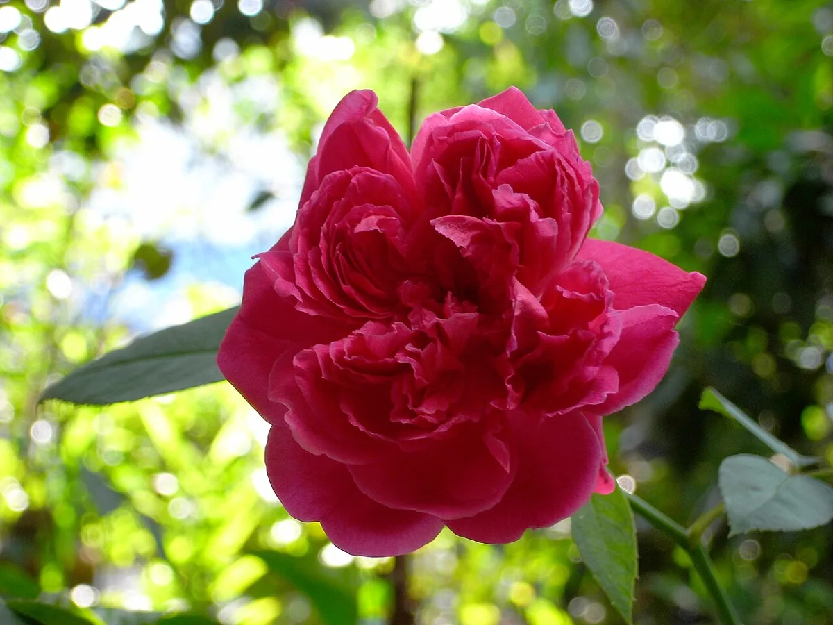 Rose harvest season near Kazanlak — 2