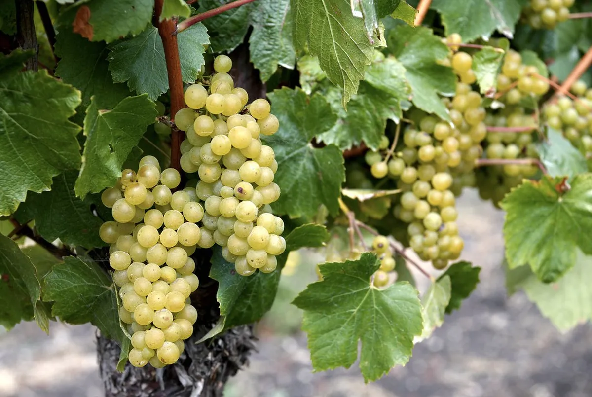 10 Best Wineries in Bulgaria: Ultimate Travel Guide & Map (2026)