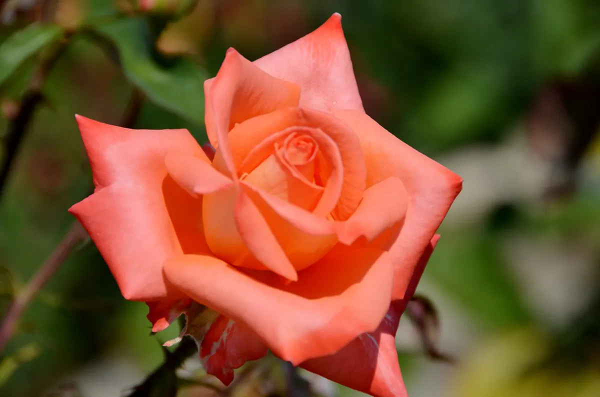 Bulgarian Rose and Lavender Products: How to Spot the Real Thing