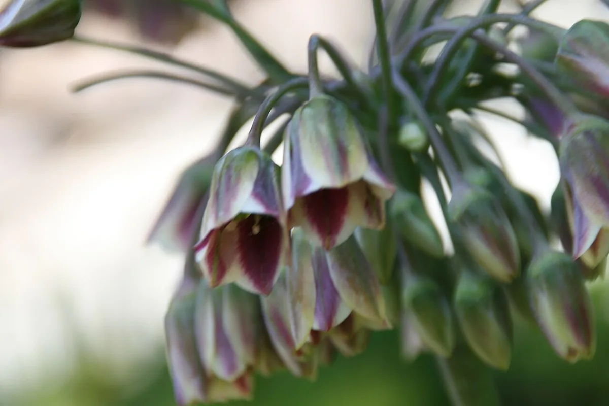 Nectaroscordum siculum bulgaricum 2zz — 2