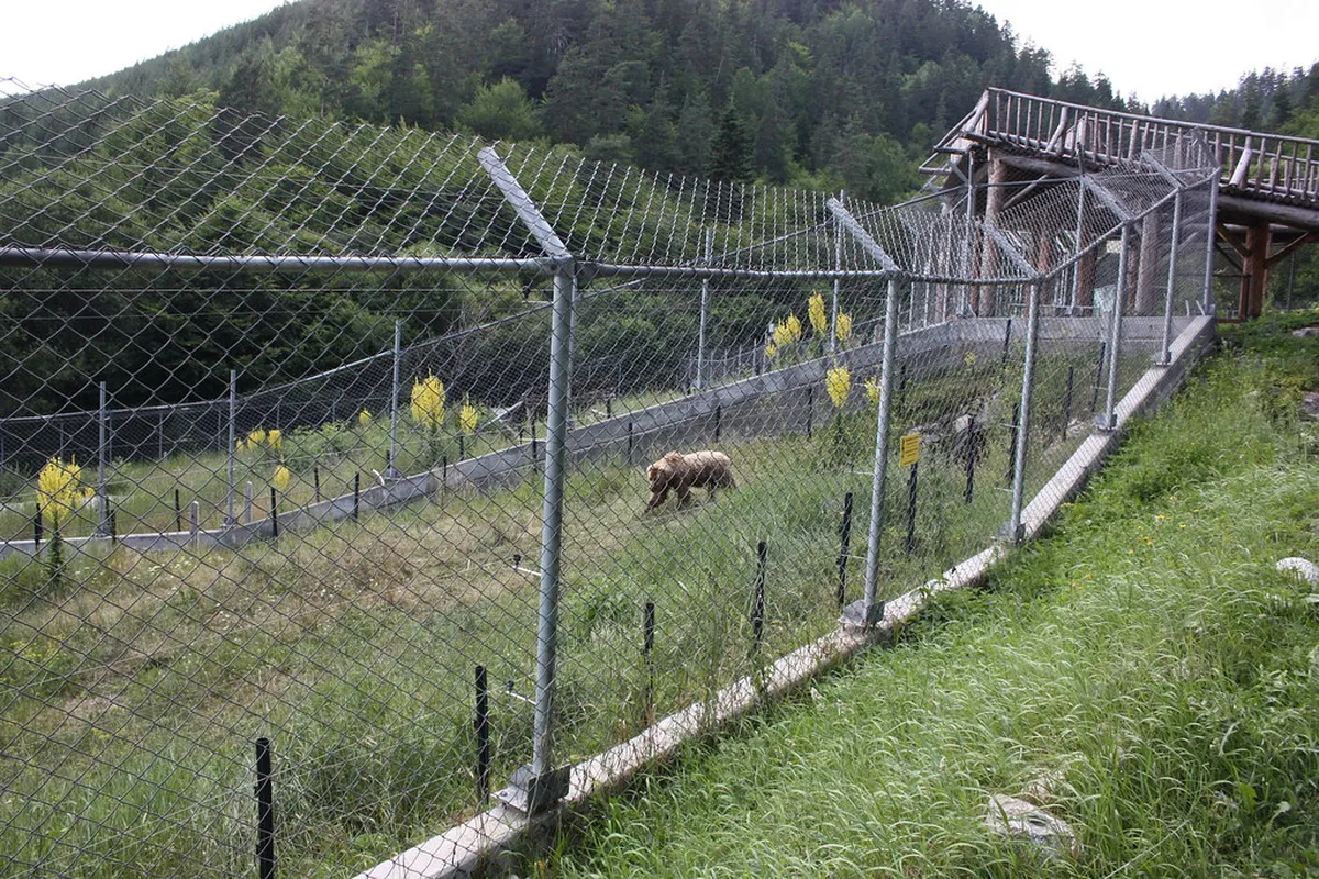 Dancing Bears Park Belitsa