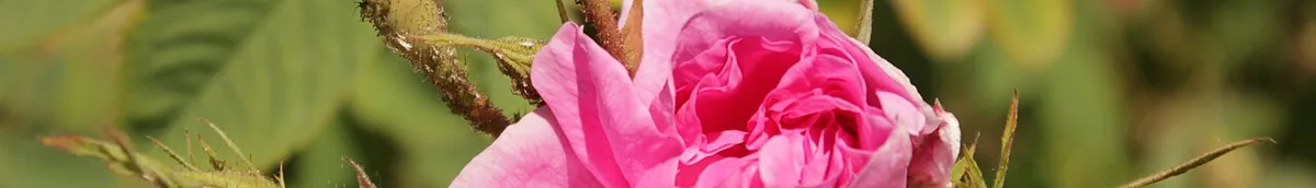 Rose-valley-banner3 — 1