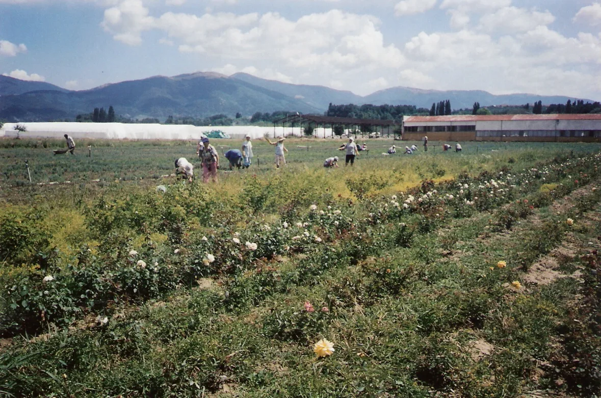 Roses pickers in roses vally kazanlak bulgaria — 1