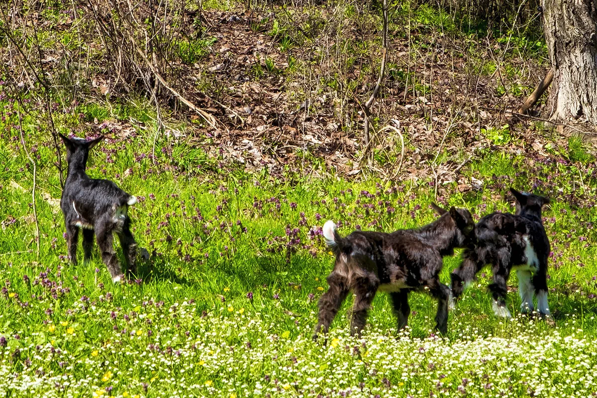 Bulgarian countryside turning green in spring with wildflowers and mountain scenery