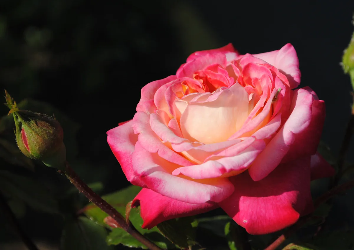 Pink Damask roses in bloom in Bulgaria's Rose Valley near Kazanlak