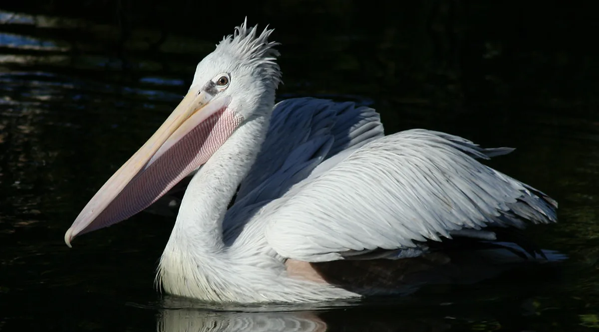 A pelican resting on a coastal lake in Bulgaria during the autumn bird migration
