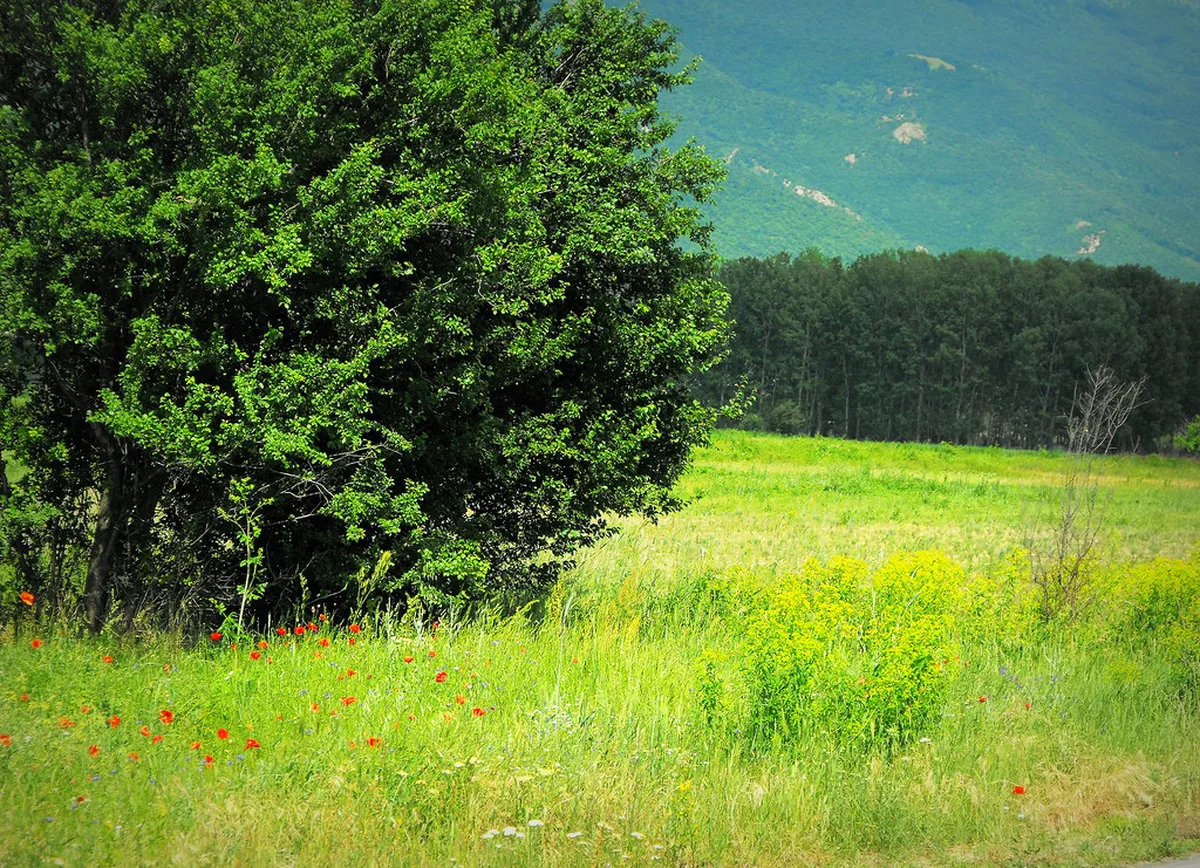 Green Bulgarian spring landscape with blooming wildflowers below snow-capped mountain peaks