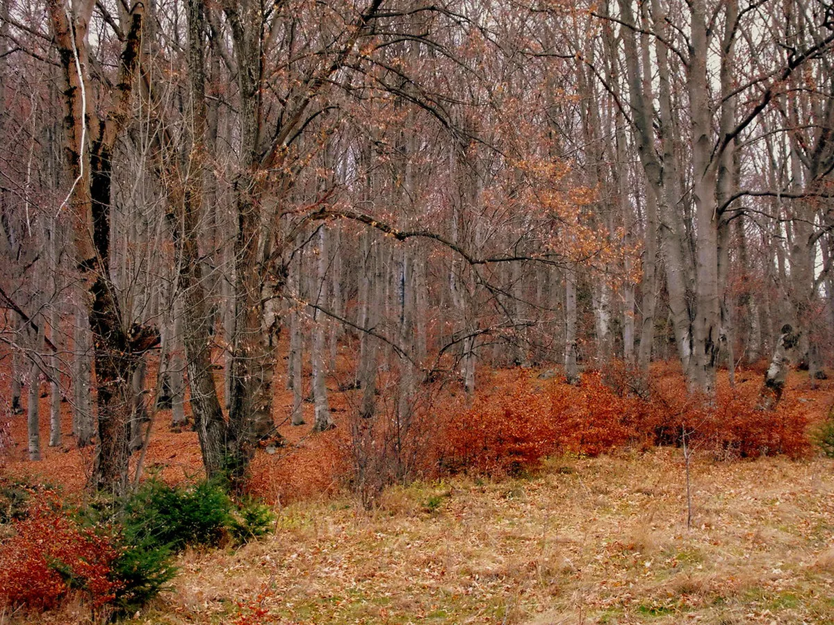 Golden autumn foliage across a Bulgarian forest and mountain valley during the October harvest season