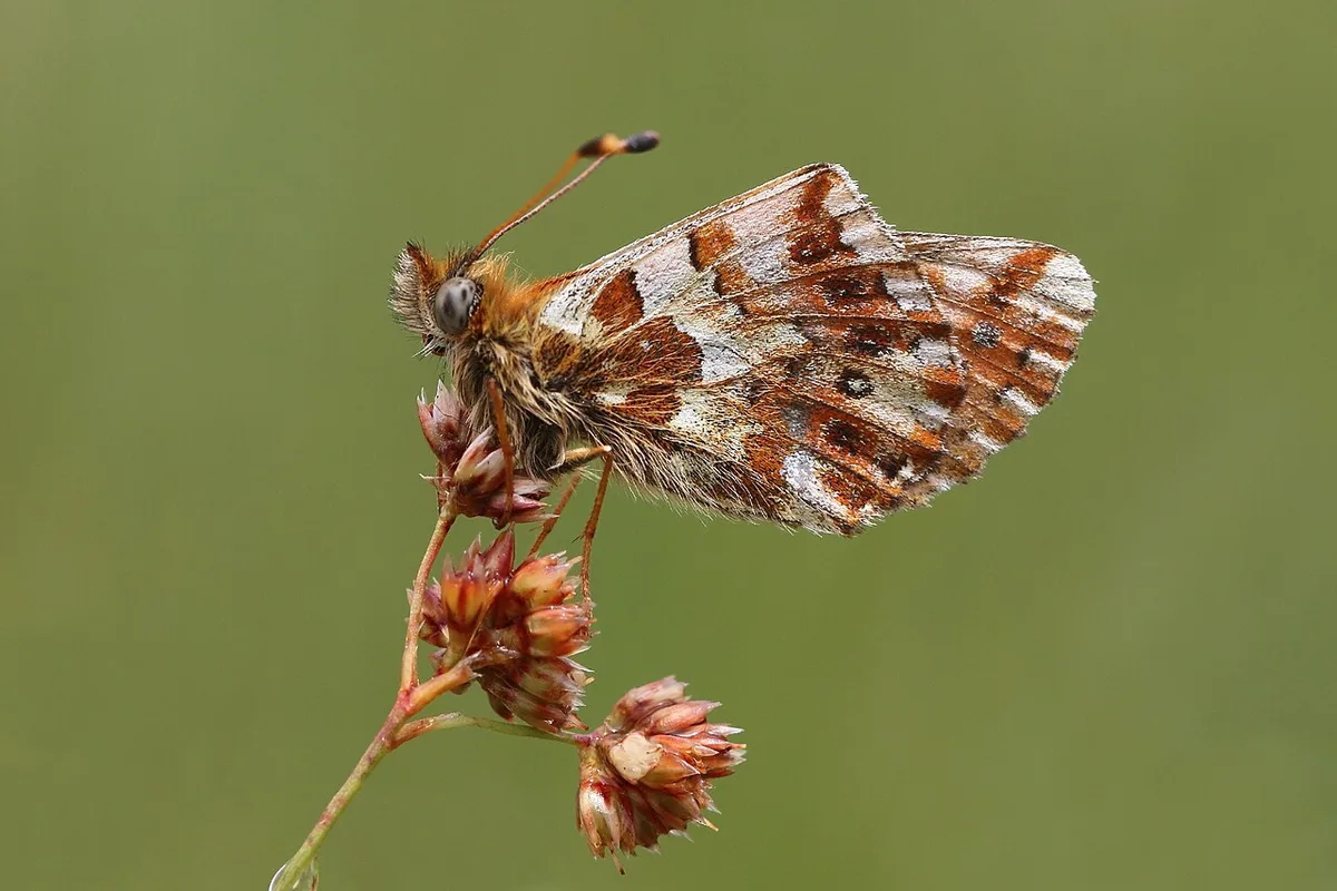 Balkan fritillary (Boloria graeca balcanica) underside Bulgaria — 2