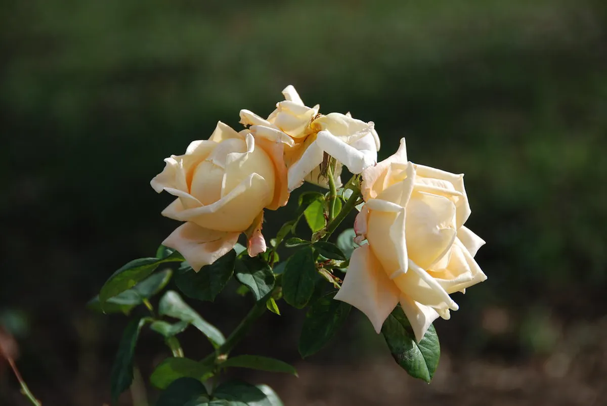 What Is the Kazanlak Rose Festival? — a scene in Kazanlak
