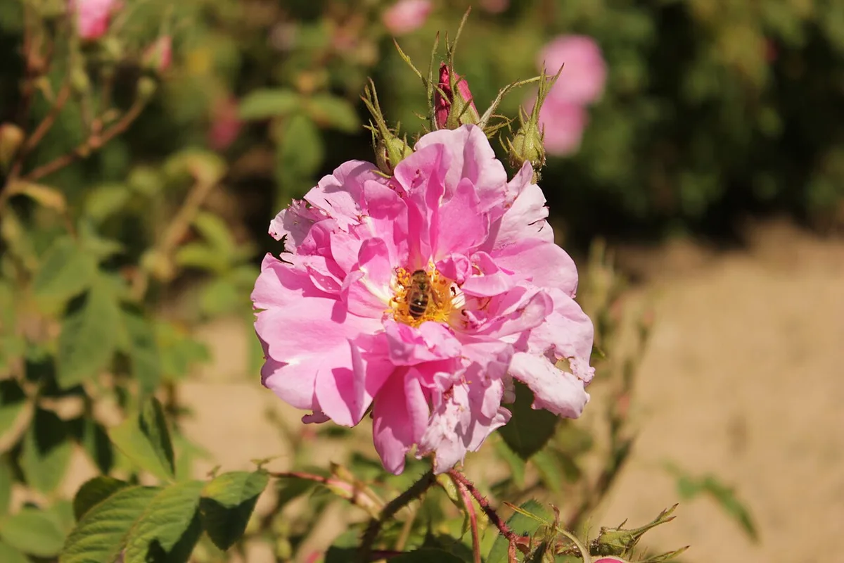 Museum of Roses, Kazanlak — 1