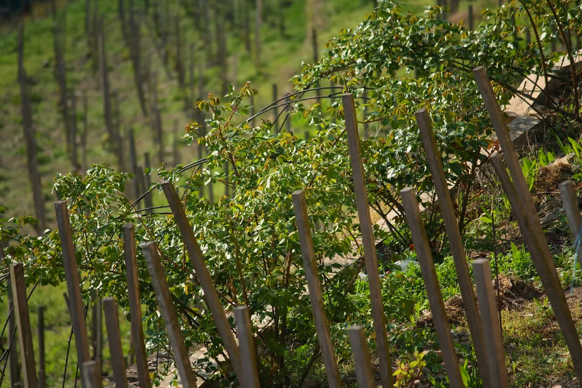 Melnik wine, Bulgaria — Top Wineries to Visit in Melnik