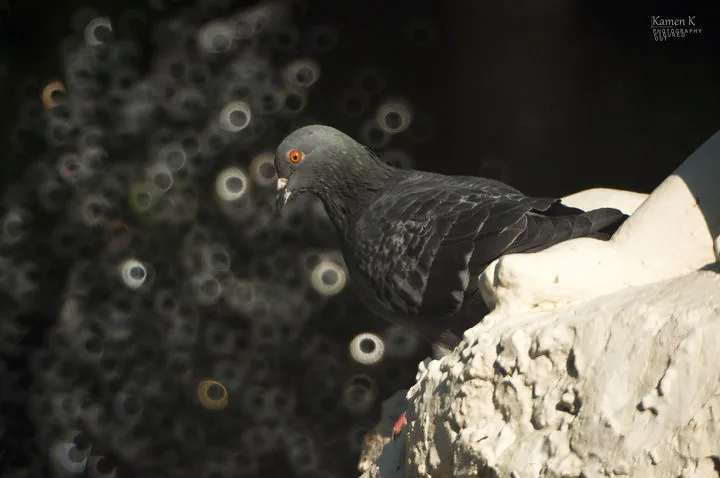 The Pigeon in Varna, Bulgaria