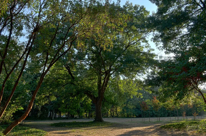 Forest HDR in Varna, Bulgaria
