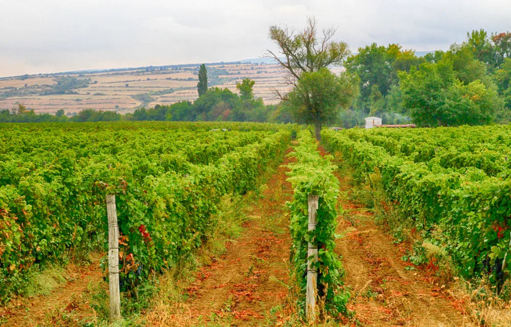 Pomorie wine country, Bulgaria — 2