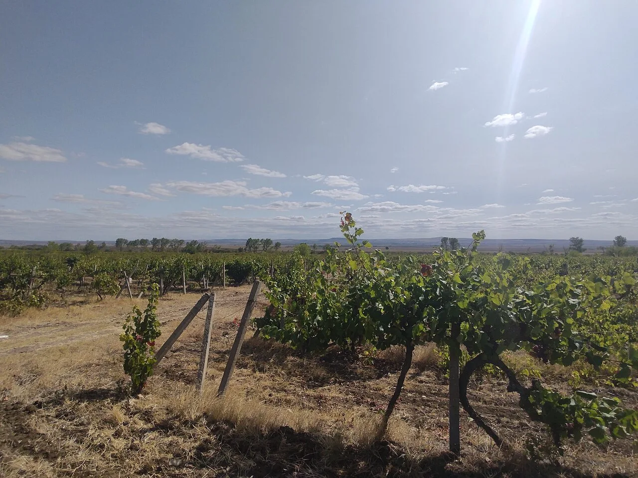 Pomorie Wine & Brandy 2026: Wineries, Tastings & Black Sea Vines