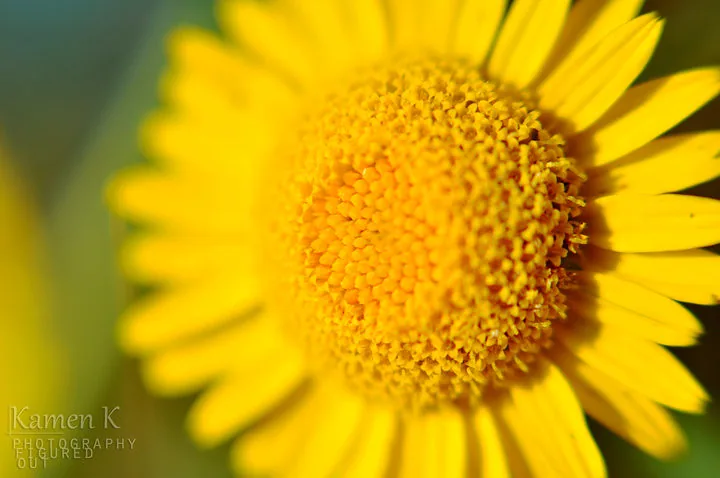 The yellow flower in Varna, Bulgaria