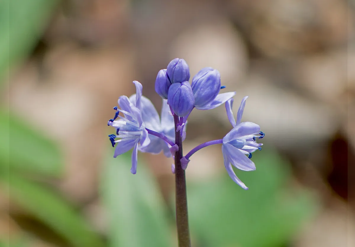 Ropotamo Nature Reserve Visitor Guide: 9 Essential Tips