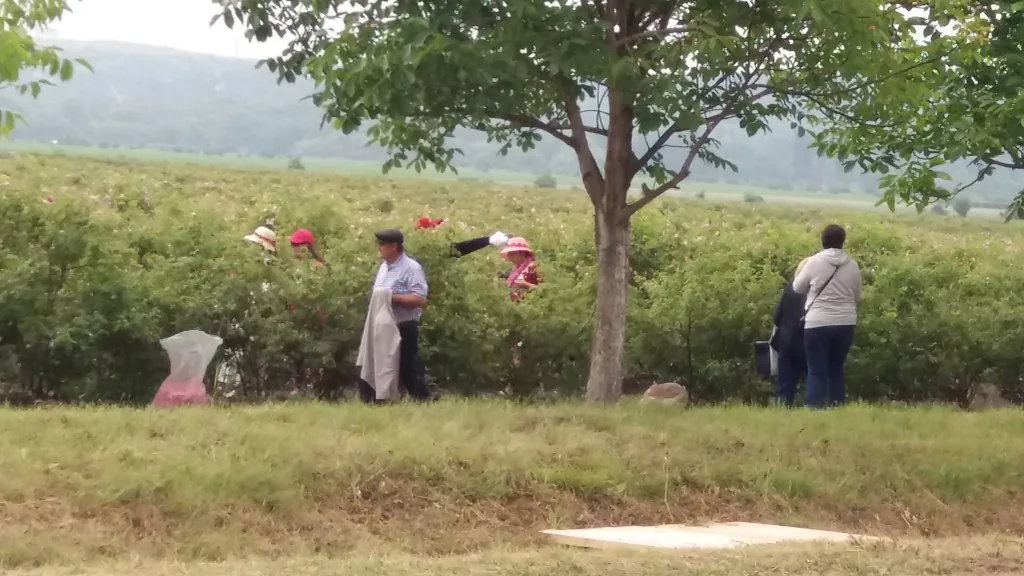 Pink Damask roses grown for rose oil in the Rose Valley of Bulgaria