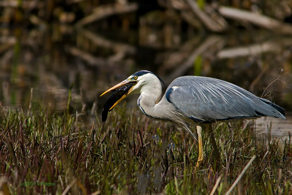 Srebarna Nature Reserve Day Trip from Ruse: Your Complete Guide