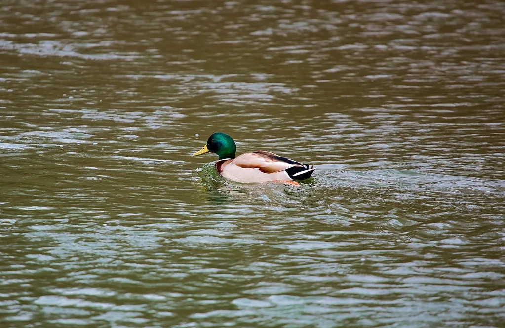 Duck in the river in Plovdiv, Bulgaria