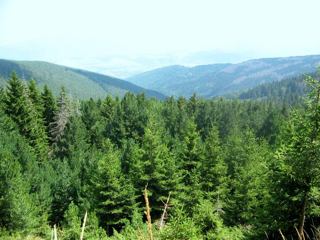 Vitosha Skiing — 1