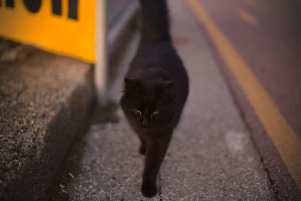 The Cat in Plovdiv, Bulgaria